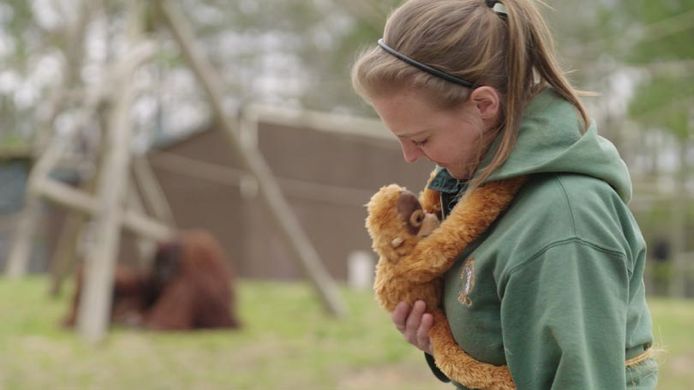 Dierenverzorgers gebruikten onder meer een pluchen knuffel om orang-oetan Zoe te helpen.