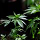 Italy can't get enough of a hemp product that's illegal to eat or smoke