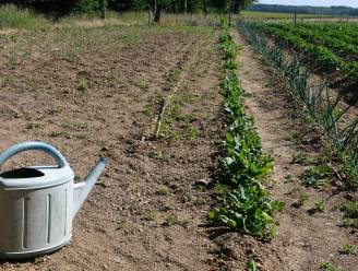 Extreme droogte in Vlaanderen: dit kan jij doen om te helpen