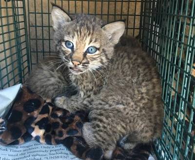 Gezin denkt schattige kittens in huis te hebben, tot ze wel érg hard bijten
