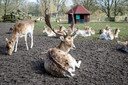 Als het aan minister Adema (Landbouw) ligt komt er definitief een einde aan het hertenkamp in Nederland. Dus ook aan deze, in het Kralingse Bos in Rotterdam.