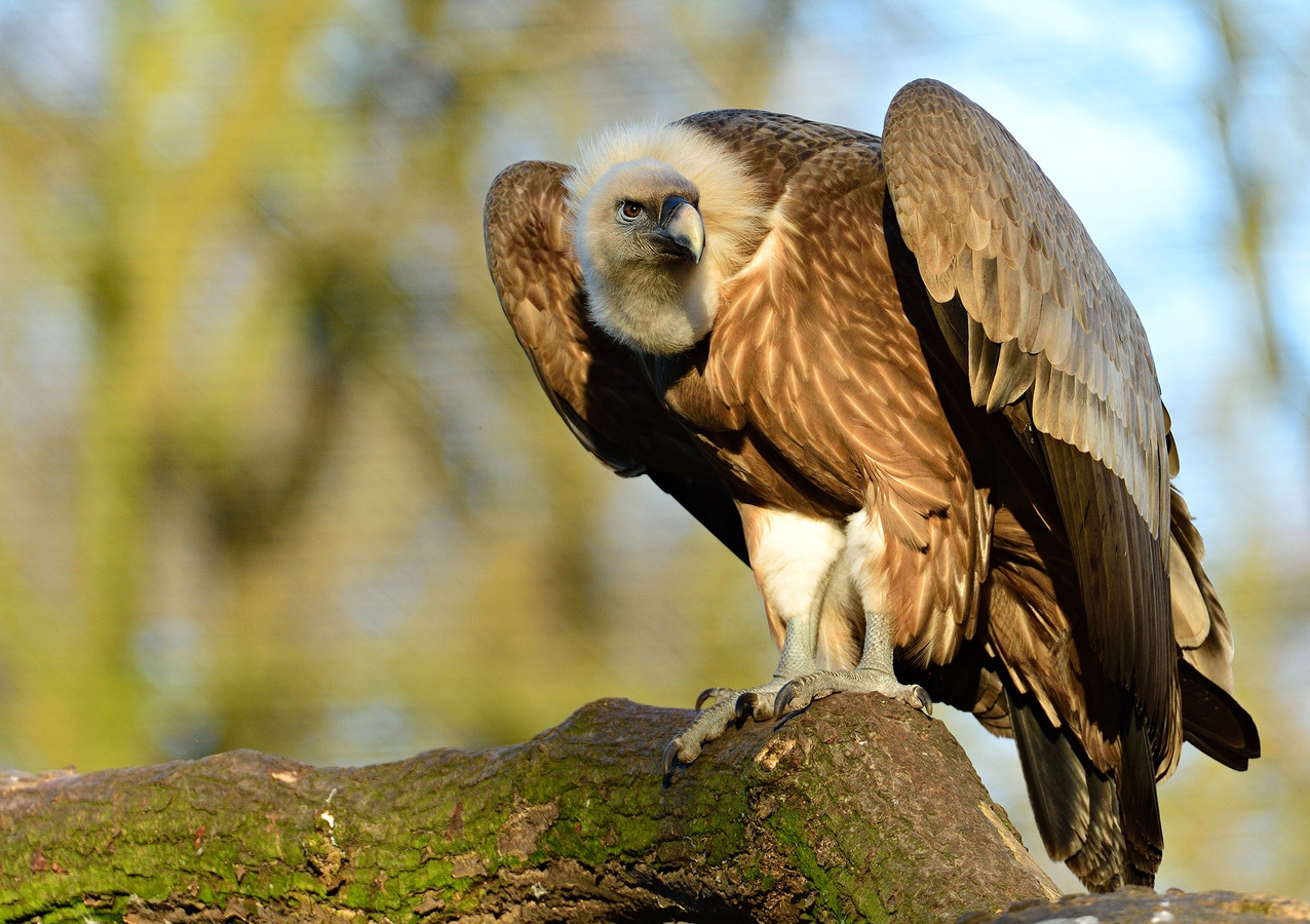 Белоголовый сип кавказский. Белоголовый сип кавказский. Сочинский национальный парк белоголовый сип. Белоголовый сип в московском зоопарке. Белоголовый стервятник сип.