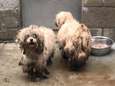 17 zwaar verwaarloosde honden in beslag genomen in Bonheiden<br>