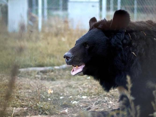 Natuurhulpcentrum in Oudsbergen redt beer uit Oekraïnse dierentuin: “Andere beren werden opgegeten door Russische soldaten”