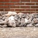 Hoe in Denemarken 'zombienertsen' massaal uit hun graven herrijzen