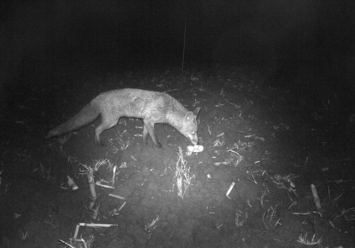 Een vos doet zich in het holst van de nacht tegoed aan eieren in het nest van een weidevogel.