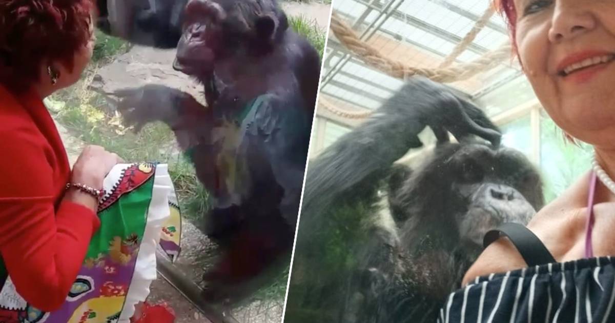 Lo zoo di Anversa rifiuta l’accesso a una donna: “Continua a cercare il contatto, non è salutare per lo scimpanzé”