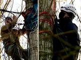 Actievoerders klimmen in bomen uit protest tegen kap Nedcar