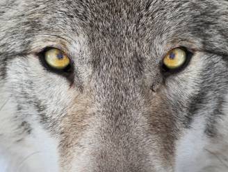 Wie heeft wolvin Naya de dood ingejaagd? Pootafdrukken, DNA en huiszoekingen moeten verdwijning uitklaren