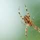 Slecht nieuws voor mensen met arachnofobie: 'in elk huis zitten honderden spinnen'