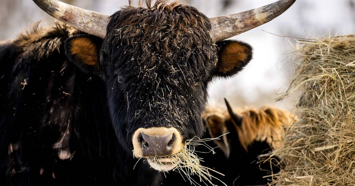 Nieuwe oproep om heckrunderen uit Oostvaardersplassen te halen, 'schiet er desnoods een aantal af' -