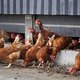 Ophokplicht voor alle pluimvee in ons land na vaststelling vogelgriepvirus