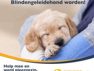 Belgisch Centrum voor Geleidehonden zoekt Antwerpse pleeggezinnen voor pups