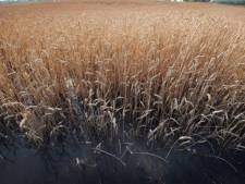 OGM: Tokyo suspend en partie ses importations de blé américain