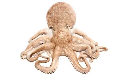 Hersenen van octopussen tonen verrassende gelijkenissen met die van mensen