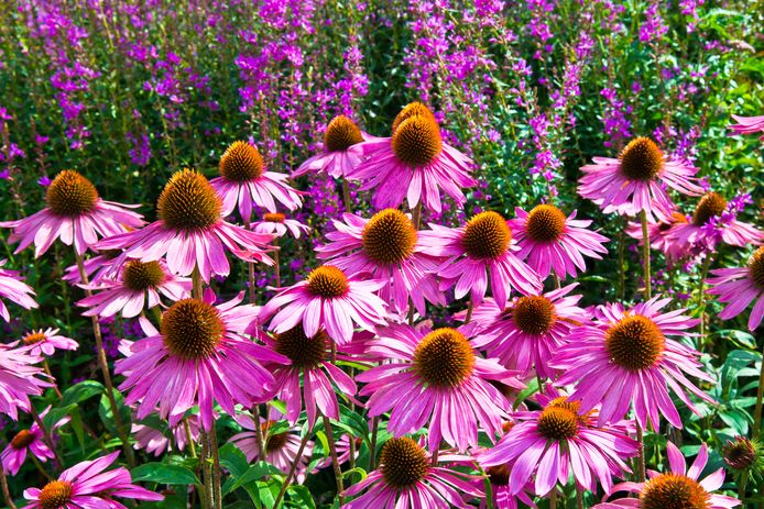 Treble het doel Impressionisme Met deze planten is je tuin het hele jaar mooi | Wonen | AD.nl