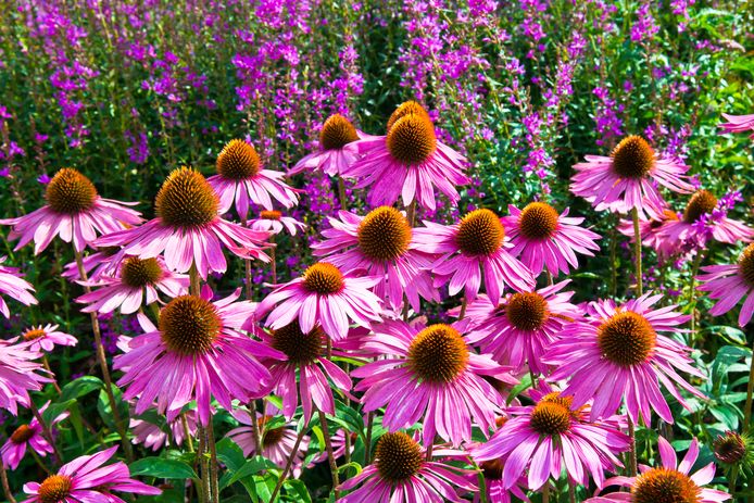 Niet ingewikkeld Doorbraak Zeemeeuw Met deze planten is je tuin het hele jaar mooi | Wonen | AD.nl