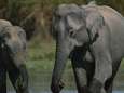 "Het was betreurenswaardig": dolle Indische olifant doodgeschoten nadat hij 15 mensen vertrappelde
