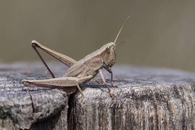 Lezing ‘De wondere wereld van insecten’