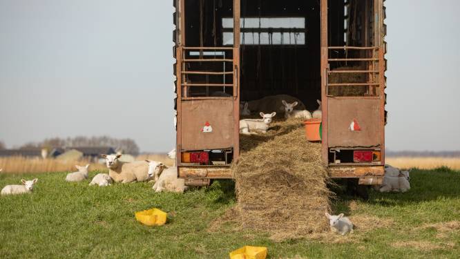 Schuilstal in Wierdens buitengebied: wirwar in landschap of is ’t beter voor de dieren?