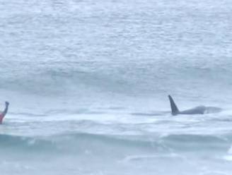 VIDEO: Orka's op zoek naar prooi verstoren surfwedstrijd, surfer maakt zich snel uit de voeten