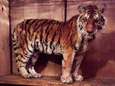 Siberische tijgerin die tegen al haar instincten in hulp zocht bij de mens, overleden