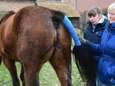 Beruchte paardenbeul slaat weer toe: merrie verminkt in Massenhoven