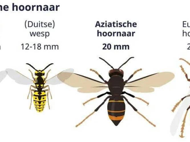 Gratis verdelging Aziatische hoornaar