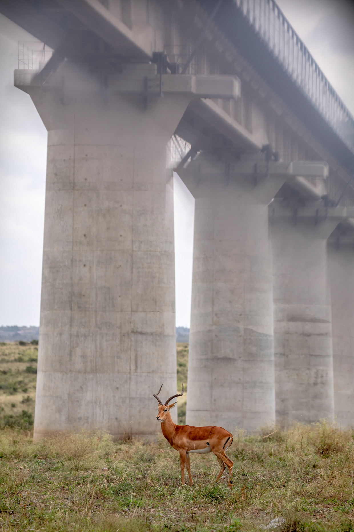 A railway bridge across Nairobi National Park in Kenya, built by the Chinese.  Nairobi is growing explosively, and due to several large infrastructure projects, the wildlife park is getting smaller and smaller.  Sven Torfin statue