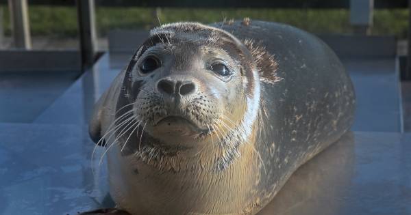 Zeehondenopvang haalt verwijsborden weg