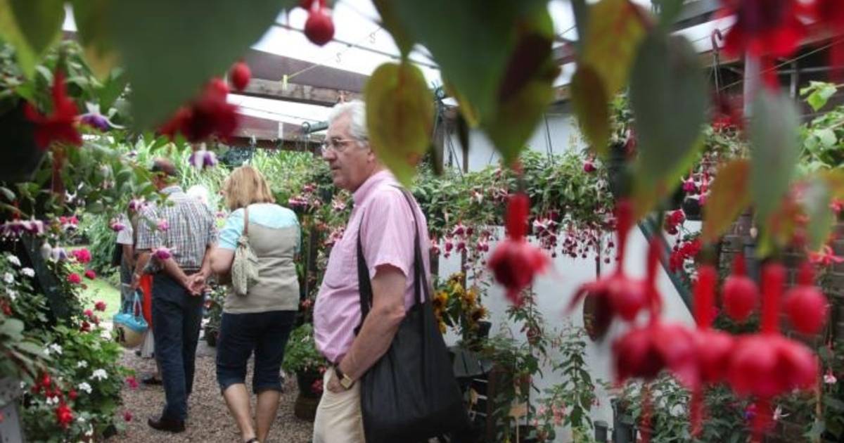 Op zoek naar de gele fuchsia