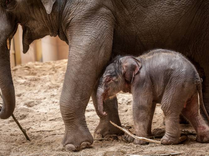 Zo verliepen de eerste uurtjes van olifantenjong Kai-Mook of "de baby met flinke haardos"