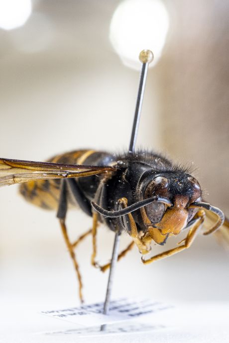 Nesten gevreesde Aziatische hoornaar in Twentse woonwijken, opmars niet te stuiten