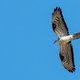 Windmolens? Niet in mijn achtertuin, krijst de wespendief