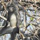 Onbekende langoer ontdekt in Myanmar – en nu al wordt het aapje met uitsterven bedreigd