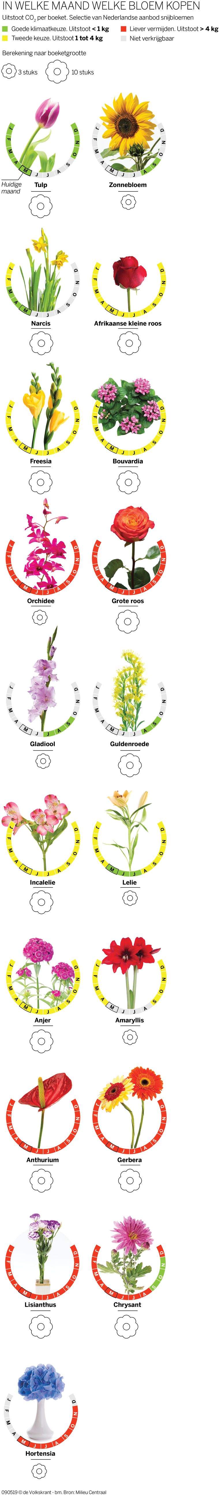 Open breken Detecteren Met welke bloemen kun je zonder 'klimaatschaamte' aankomen? | De Volkskrant