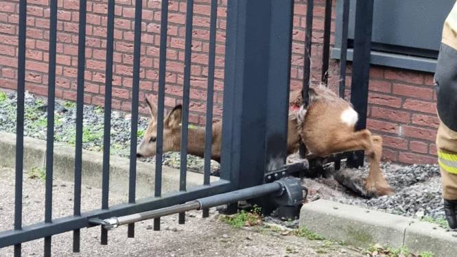 Gewonde ree uit hekwerk bevrijd in Schijndel