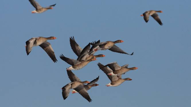 Vogelwacht: ‘Verbijsterd dat jagers ganzen mogen lokken om ze af te schieten’