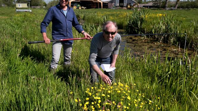 Meer oeverplantjes in sloten, maar de waterkwaliteit gaat er niet op vooruit: hoe zit dat?