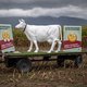 Zwitserland stemt in referendum tegen verbod op legbatterijen en megastallen