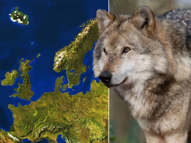 Het ene land schiet ’m af, het andere land mag dat niet: zo worstelen Europese landen met ‘de wolf’