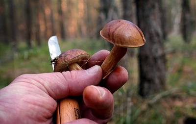 Giftige gruwel: wilde paddenstoelen eisen 3 levens tijdens Australische familielunch