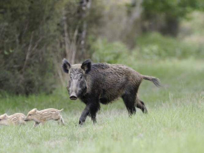 "9 kansen op 10 dat oorzaak varkenspest bij transport moet gezocht worden"
