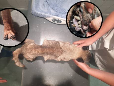 Mopshondje sterft nadat man het dier aan zijn lot overlaat: ‘Zó erg maken we zelden mee’