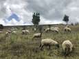 Brussels Airport zet 100 nieuwe ‘werknemers’ in: kudde schapen vervangt grasmaaier