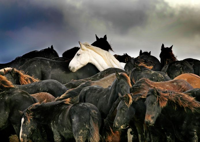 Nadenkend vernieuwen Beneden afronden Witte paard van iconische foto dood | Binnenland | AD.nl