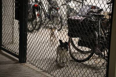 ‘Bloedbad’ in parkeergarage Waalwijk: oudere vrouw zwaargewond na aanval hond
