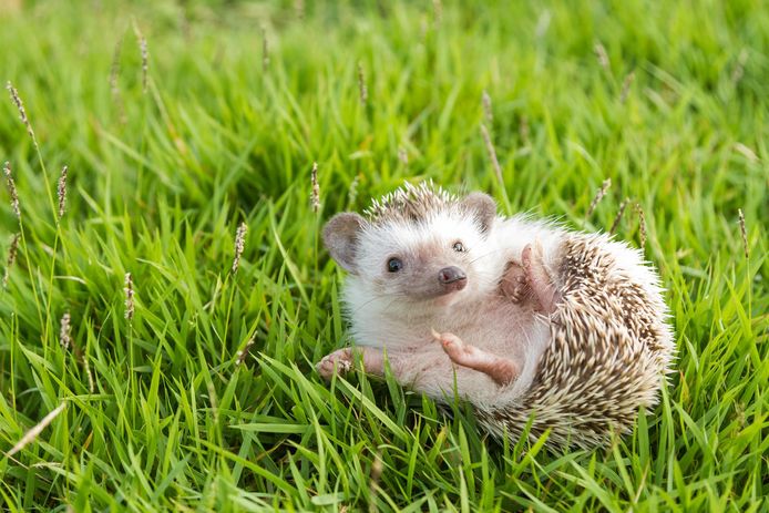 zo krijg jij een egeltje in de tuin dieren hln be