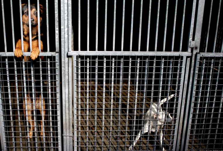 Amsterdams asiel krijgt dagelijks ‘coronahuisdieren’ terug