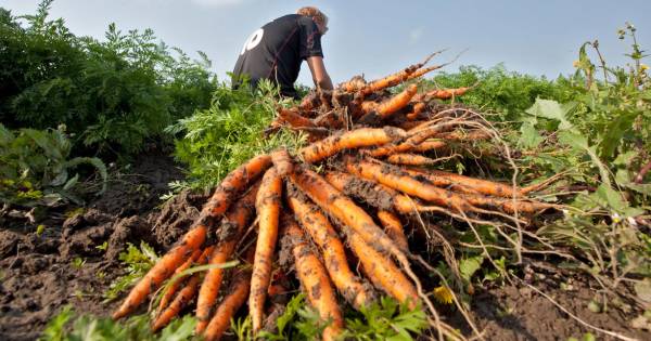 Leeg groenteschap dreigt door droogte